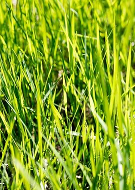 Grass leaves close up
