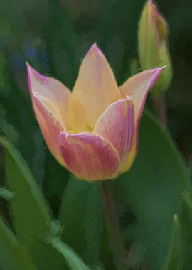 tulip in the garden