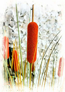 typha wildplant at lake