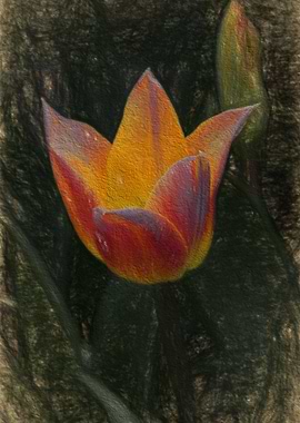 tulip in the garden