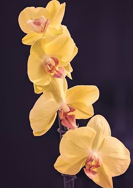 orchid on blue background