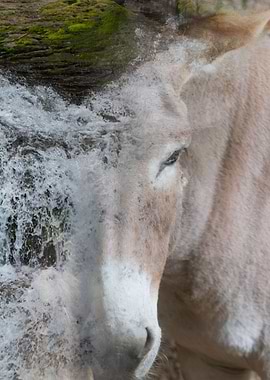 donkey and waterfall