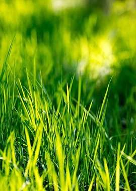 Grass leaves close up