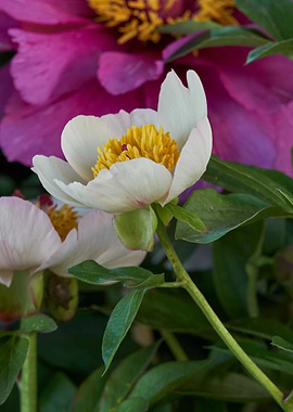 peony in the garden