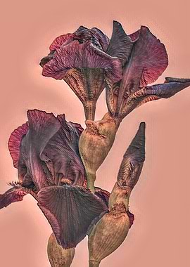 iris gladiolus in bloom