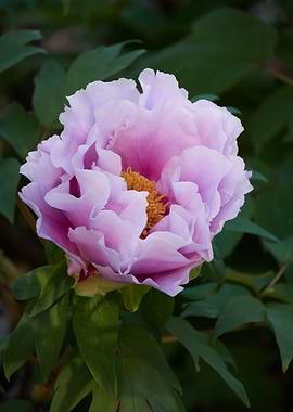 peony in the garden