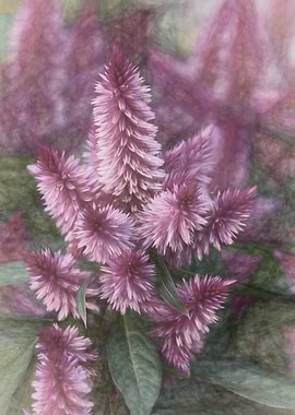 Celosia flower in bloom