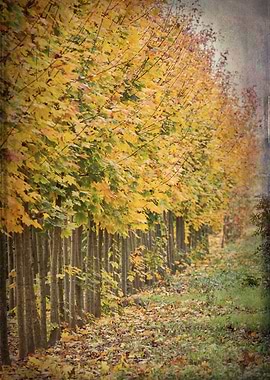 autumn tree in a row