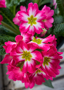 colorful primroses