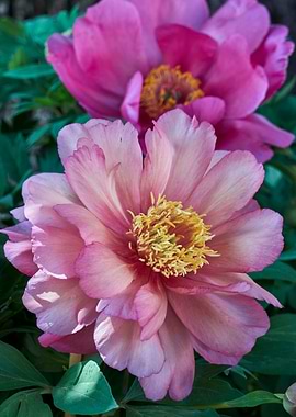 peony in the garden