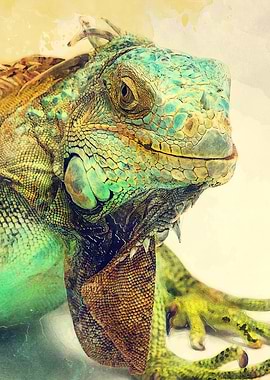 Iguana animals art