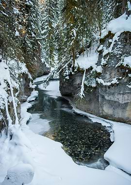 Snow Covered Creek