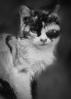 cute cat in the garden