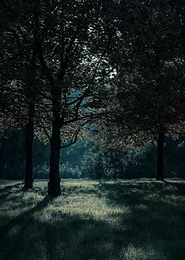 tree in the park in autumn