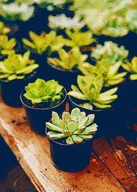 Potted Succulents On Table