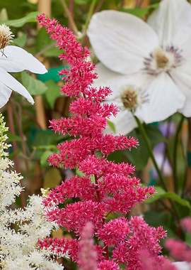 astilbe flower in bloom