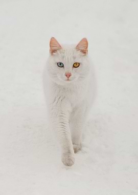 Heterochromia in snow