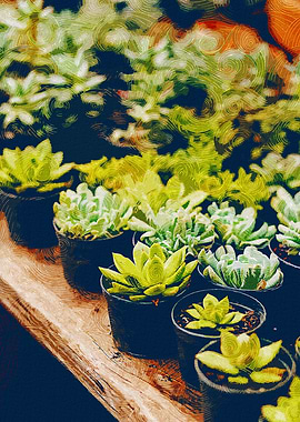 Lots of Succulent Plants
