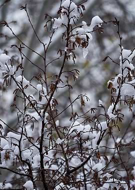 tree and snow in winter