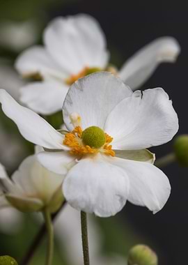 white bracteata roses