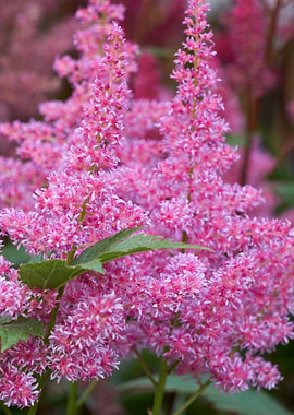 astilbe flower in bloom