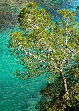 Spruce on the Mediterranea