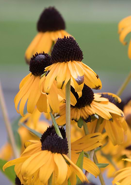 yellow echinacea