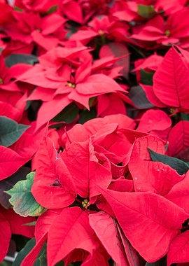 poinsettia at Christmas