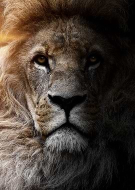 angry wild lion king