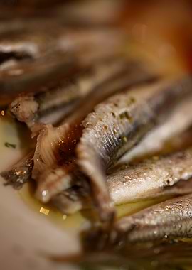 Sardines fish plate macro