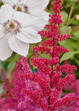 astilbe flower in bloom