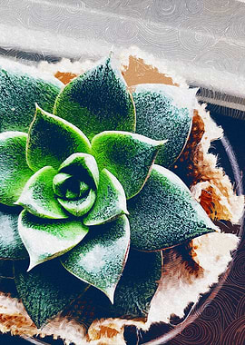 Cute Succulent In A Pot