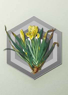 Iris Flora on Paper Shield