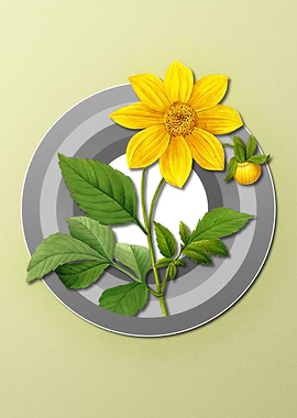 Dahlia on Paper Shield