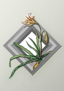 Geometric Amaryllis Flower