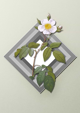 Roses on Paper Diamonds