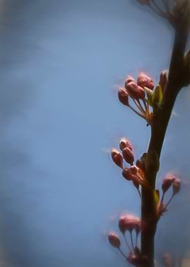 peach blossom in spring