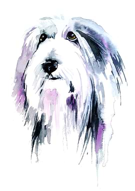 Bearded Collie Study