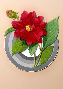 Dahlia on Paper Shield