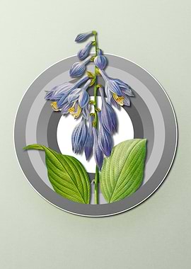 Geometric Blue Daylily