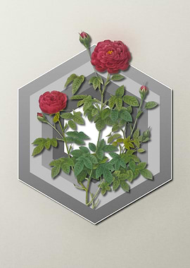 Geometric Floral Roses