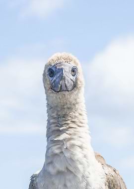 Juvenile Portrait Bird