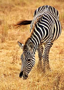 Grazing Zebra