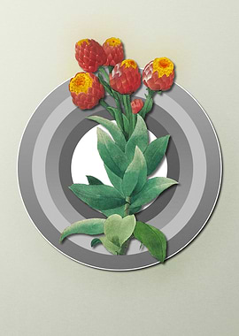 Cudweeds on Paper Shield