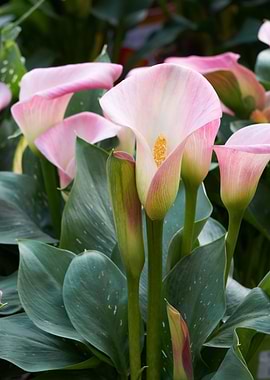 calla lily in the garden
