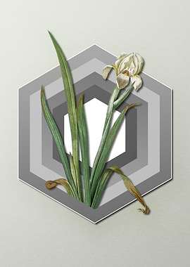 Iris on Paper Shield