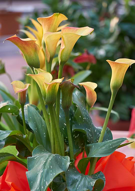 calla lily in the garden
