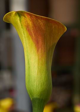 calla lily in the garden