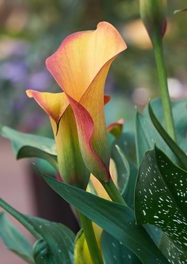 calla lily in the garden