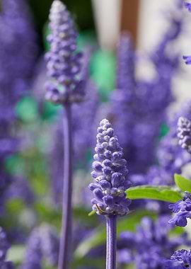 salvia coccinea in bloom